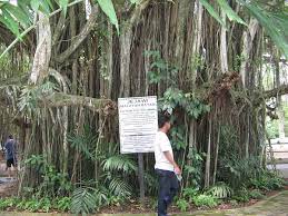 Hubungan antara proklamasi kemerdekaan dan uud 1945. Pokok Ara Jejawi Wikipedia Bahasa Melayu Ensiklopedia Bebas
