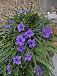 Mexican petunia blue grows as a perennial in usda zones: Ornamentals Picturepages Database Search