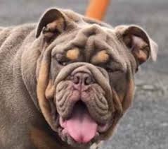 Old tyme lilac bulldog | english bulldog, bulldog, english. Stud Dog Fully Suited Lilac An Tan Breed Your Dog
