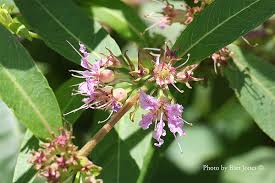 Image result for Lythraceae