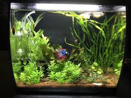 Caring For Your Betta A Comprehensive Guide My Aquarium Club Planted Betta Tank Betta Tank Betta