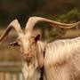 Unique goat breeds from www.rarebreedgoats.co.uk