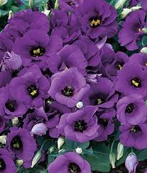 Blue Lisianthus Florida Florida Flowers Annual Flowers Plants