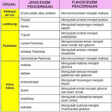 We did not find results for: Macam Macam Enzim Pencernaan Dan Fungsinya Juragan Les
