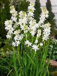 Image result for Polianthes tuberosa