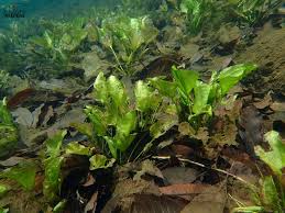 Image result for Ottelia