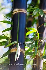 Black Bamboo Plants For Sale Ireland Betung Hitam Dendrocalamus Asper Black Quindembo Bamboo Betung Hitam Dendrocalamus Asper Bamboo Species Bamboo Garden Bamboo Tree