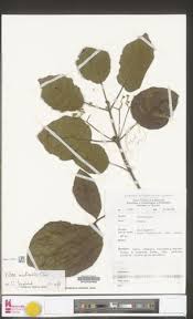 Image result for Vitex madiensis