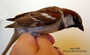 From 3.bp.blogspot.com burung ini satu kerabat dengan burung kenari sehinggaburung blackthroat berasal dari afrika. 63 Gambar Gereja Anakan Jantan Dan Betina Kekinian Gambar Pixabay