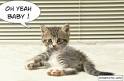 Tom le chat qui parle, appli Android gratuite