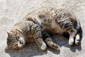 Can Humans Get Worms From Cats Lovetoknow