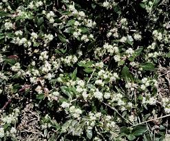 Image result for Guilleminea densa