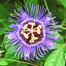 How i can i ensure that they continue to produce flowers? Buy Passiflora Krishnakamal Blue Flower Plant Online At Plantsguru Com