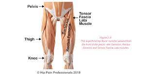 This long thin muscle stabilizes the hip and knee joints.it runs from the hip bone to the tibia, or shinbone. Anterior Hip Pain Pain At The Front Of The Hip