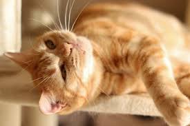 Cats have often not responded as well to these antihistamines and appear to respond better to the for a discussion of the use of inhalers with cats, please refer to feline asthma diagnosis and dr. All About Feline Asthma Great Pet Care