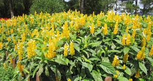 Image result for Pachystachys