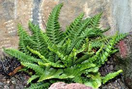 Image result for Asplenium africanum
