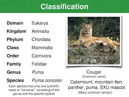 Classification And Phylogeny Ppt Download
