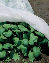 You can try this with many types of succulents, as well as popular bedding plants like coleus, geranium, begonia, and impatiens. Season Extending With Row Covers And Cold Frames Gardener S Supply