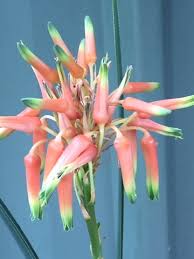 Image result for Aloe cooperi