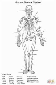 Color your way through learning about bones, lungs, and more with these anatomy coloring pages. Anatomy Coloring Pages Learny Kids