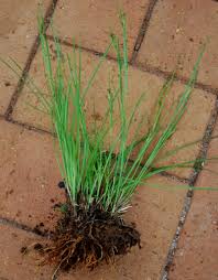 Image result for Rhynchospora brownii