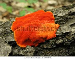 Image result for Pycnospora