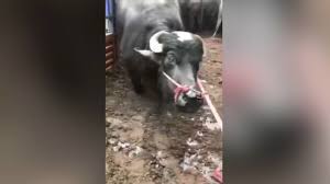 Peta (people for the ethical treatment of animals). Cow Begs To Be Spared From Slaughter In Heartbreaking Video