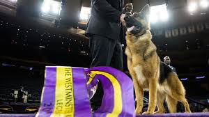 Westminster kennel club dog show. Meet Rumor The 2017 Westminster Dog Show Winner