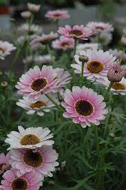 Reflection Pink Marguerite Daisy Argyranthemum Frutescens Reflection Pink At Shelmerdine Garden Center Annual Flowers Beautiful Flowers Pollinator Garden