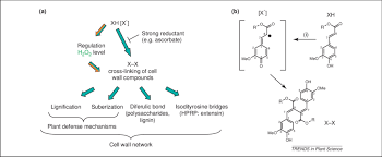It is the rigid outer cover of the plant cell with a major role of protecting the plant cell, giving it, its shape. Peroxidases In The Cell Wall Cross Linking Mechanism A Through The Download Scientific Diagram