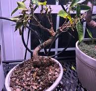 Why is my golden gate ficus dropping yellow leaves?