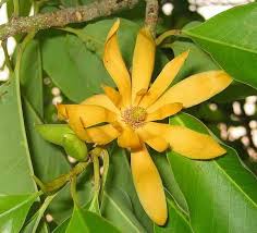 Image result for Magnolia champaca