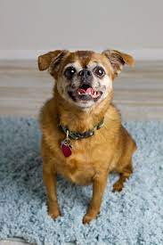 We did not find results for: Second Chance Pet Rescue Nj The Y Guide