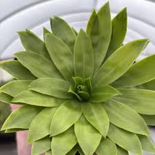 Image result for Vismia orientalis