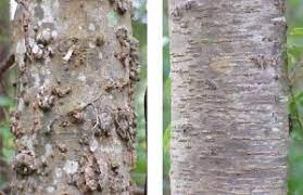 15 trees every outdoor lover should learn to identify, how to identify trees tree care kit, list of common trees in texas yahoo image search results, top 5 texas trees for planting, types of oak how to identify trees tree care kit. How To Identify Trees Tree Care Kit