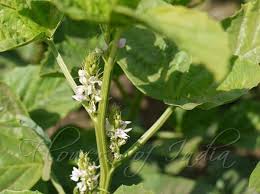 Image result for Cyamopsis