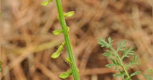 Image result for Carrichtera annua
