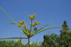 Image result for Cyperus