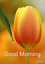 Good Morning Good Morning Flowers Good Morning Friday Beautiful Morning Quotes