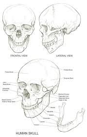 Introduction To Pencil Drawing Supplies Techniques Drawing On Demand Skull Reference Human Skull Drawing Skulls Drawing