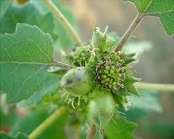 Image result for Xanthium