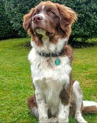 Border Collie Great Pyrenees Mix Info Pictures Facts Traits Doggie Designer Border Collie Mix Collie Mix Border Collie