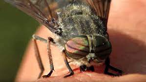 Video Close Up Footage Shows A Horsefly Feasting On Human Blood Daily Mail Online