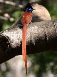 Small Wild Birds Of South Africa African Paradise Monarch Flycatcher Male South African Birds World Birds Pet Birds
