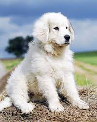 The great pyrenees and bernese mountain dog mix puppies are smart. Great Bernese Mountain Dog White Online Shopping