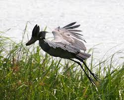 Shoebill In Flight At Bharatpur Bird Sanctuary Shoebill Bird Wildlife