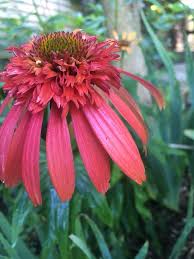 Image result for Buchnera speciosa
