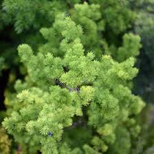 Image result for Asparagus macowanii