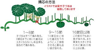 カボチャ ビギナーズマニュアル 株式会社トーホク